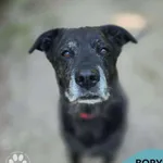 Borys