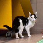 Kot do adopcji, Bydgoszcz, 24 lipca 2026