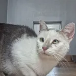 Kot do adopcji, Orzechowce, 22 lipca 2026