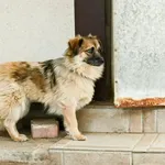 Pies do adopcji, Milanówek, 24 lipca 2026
