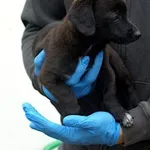 Pies do adopcji, Pabianice, 20 lipca 2026