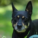 Bob
