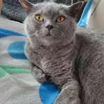 Levi
