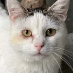 Kot do adopcji, Bydgoszcz, 25 lipca 2026