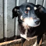 Pies do adopcji, Racławice, 22 lipca 2026