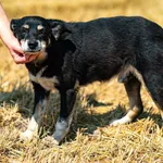Pies do adopcji, Racławice, 22 lipca 2026