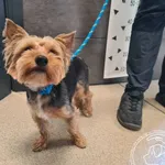 Przyjęty: 2026-07-24 Gmina: Kalwaria Zebrzydowska Płeć: Pies Opis: W typ. Yorkshire terrier, stalowo-złote