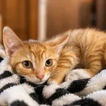 Kot do adopcji, Pionki, 25 lipca 2026