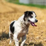 Pies do adopcji, Racławice, 22 lipca 2026