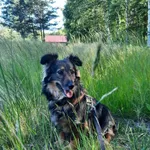 Pies do adopcji, Pionki, 25 lipca 2026