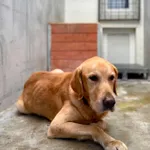 Ugo