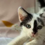 Kot do adopcji, Pieczyska, 25 lipca 2026