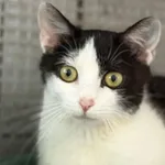 Kot do adopcji, Pieczyska, 25 lipca 2026