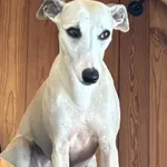 chart IVY whippet biały piesek