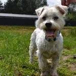 Pies do adopcji, Chełmek, 22 czerwca 2026