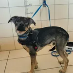 Pies do adopcji, Wrocław, 25 lipca 2026
