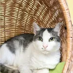 Katia