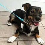 suka, mix, biało-czarno-brązowa, ok 1 rok / brak chipa Miejsce znalezienia:  ul. Mickiewicza Znaleziono dnia: 2026-07-26