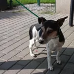Znaleziono psa, Bydgoszcz, 28 lipca 2026