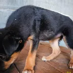 Pelaa