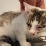 Kot do adopcji, Racławice, 28 lipca 2026