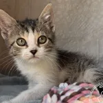 Nala
