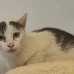 Kot do adopcji, Racławice, 24 lipca 2026