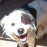 Pies do adopcji, Milanówek, 29 lipca 2026