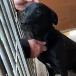 Pies do adopcji, Głowno, 28 lipca 2026