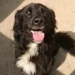 Klemens