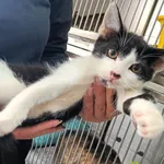Kot do adopcji, Racławice, 23 lipca 2026