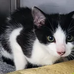 Kot do adopcji, Racławice, 23 lipca 2026