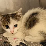 Kot do adopcji, Racławice, 24 lipca 2026