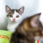 Kot do adopcji, Racławice, 24 lipca 2026