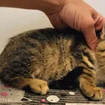 Kot do adopcji, Racławice, 27 lipca 2026