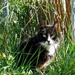 Kot do adopcji, Wrocław, 1 lipca 2026