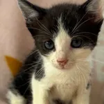 Kot do adopcji, Pieczyska, 28 lipca 2026