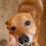 Pies do adopcji, Głowno, 30 lipca 2026