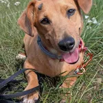 Pies do adopcji, Korabiewice, 31 lipca 2026