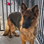 Nova ID: 6665