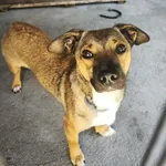 Pies do adopcji, Racibórz, 23 czerwca 2026