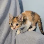 Aurelia