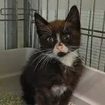 Kot do adopcji, Racibórz, 17 lipca 2026
