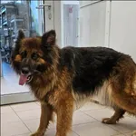 Bramba