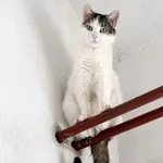Kot do adopcji, Wrocław, 19 lutego 2026