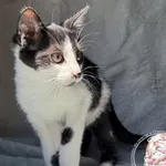 Kovu