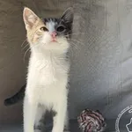 Pumba