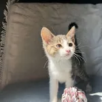 Zazu