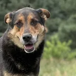 Imię: Donatan Chip: 616093903354012 Płeć: Samiec Wiek: Styczeń 2015 Wielkość: Duży Kastracja/sterylizacja: Tak Inne Psy: Akceptuje towarzystwo suczek i psów Dzieci: W wieku szkolnym Zdrowie: Zdrowy, p