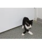 Pyś